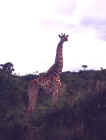 giraffe_kenya95_002.jpg (77954 octets)