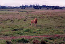 lion_kenya95_004.jpg (153601 octets)