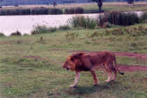 lion_kenya95_005.jpg (169679 octets)