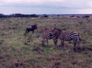 zebre_kenya95_003.jpg (151554 octets)