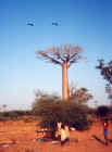 paramoteur_madagascar96_016.jpg (149707 octets)