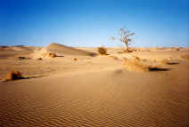 niger_janv97_006.jpg (52744 octets)